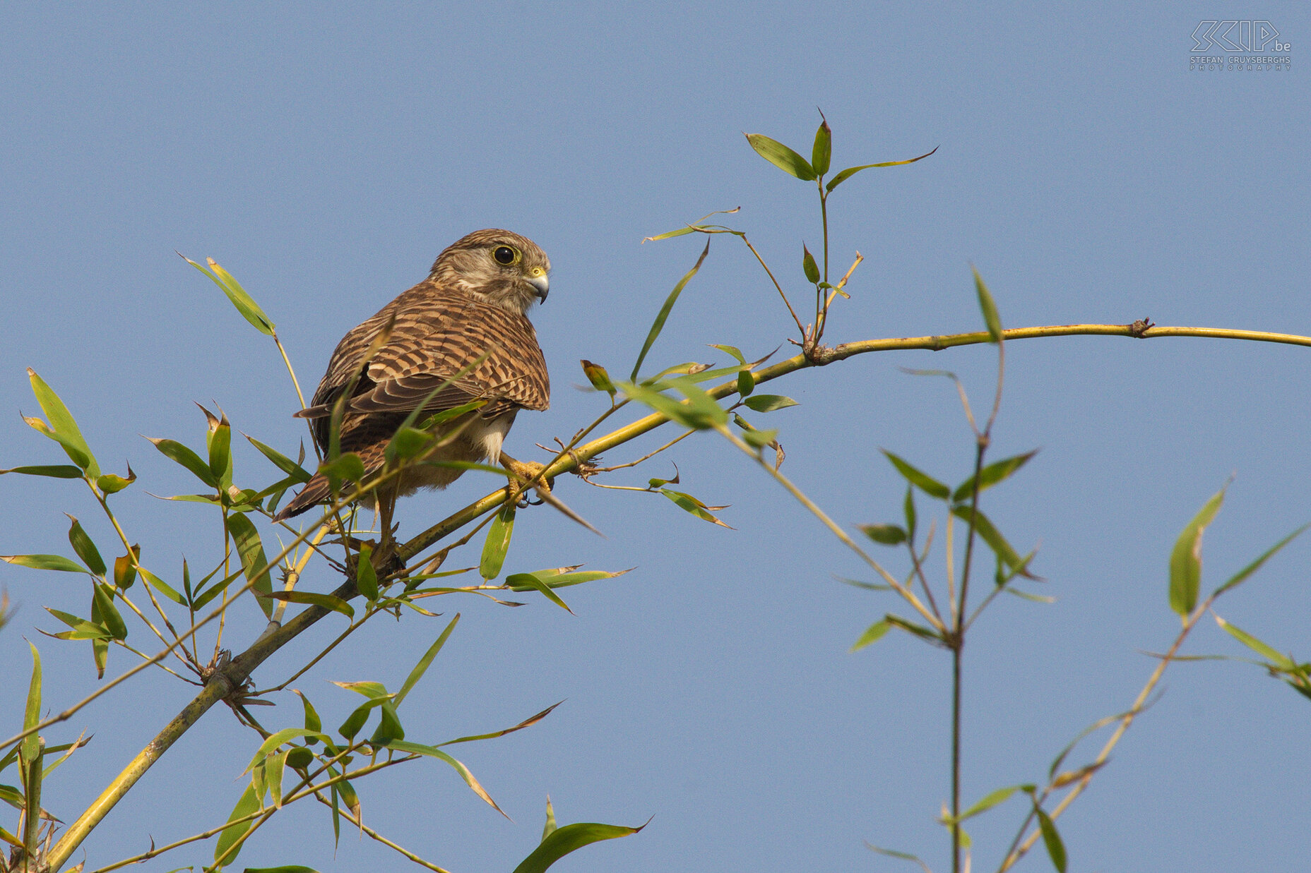 Bandhavgarh - Torenvalk (Common Kestrel/Falco tinnunculus) Stefan Cruysberghs